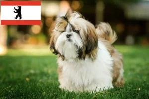 Read more about the article Hodowcy i szczenięta shih tzu w Berlin