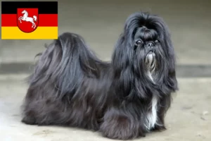 Read more about the article Hodowcy i szczenięta shih tzu w Dolna Saksonia