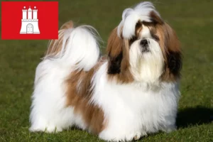 Read more about the article Hodowcy i szczenięta shih tzu w Hamburg