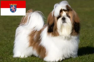 Read more about the article Hodowcy i szczenięta shih tzu w Hesja