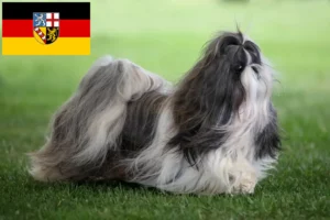 Read more about the article Hodowcy i szczenięta shih tzu w Kraj Saary