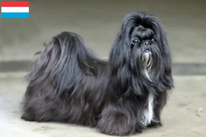 Read more about the article Hodowcy i szczenięta shih tzu w Luksemburg