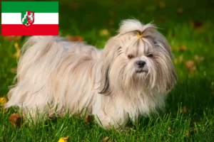 Read more about the article Hodowcy i szczenięta Shih Tzu w Nadrenia Północna-Westfalia