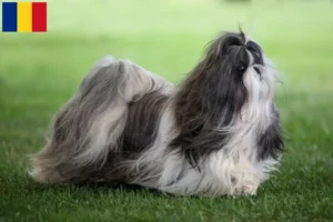 Read more about the article Hodowcy i szczenięta Shih Tzu w Rumunia