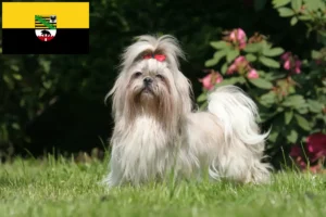 Read more about the article Hodowcy i szczenięta shih tzu w Saksonia-Anhalt