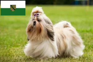 Read more about the article Hodowcy i szczenięta shih tzu w Saksonia