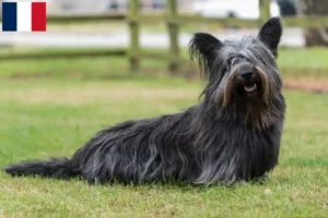 Read more about the article Hodowcy i szczenięta skye terrier w Francja