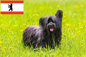 Read more about the article Hodowcy i szczenięta skye terrier w Berlin