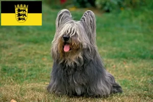 Read more about the article Hodowcy i szczenięta skye terrier w Badenia-Wirtembergia