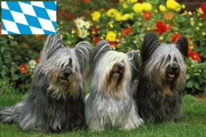 Read more about the article Hodowcy i szczenięta skye terrier w Bawaria