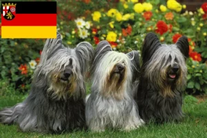 Read more about the article Hodowcy i szczenięta Skye terrier w Nadrenia-Palatynat