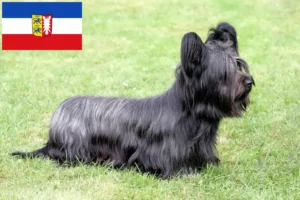 Read more about the article Hodowcy i szczenięta Skye terrier w Szlezwik-Holsztyn