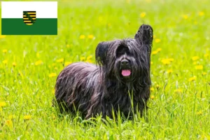 Read more about the article Hodowcy i szczenięta Skye terrier w Saksonia