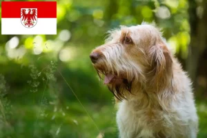 Read more about the article Spinone Italiano hodowcy i szczenięta w Brandenburgia