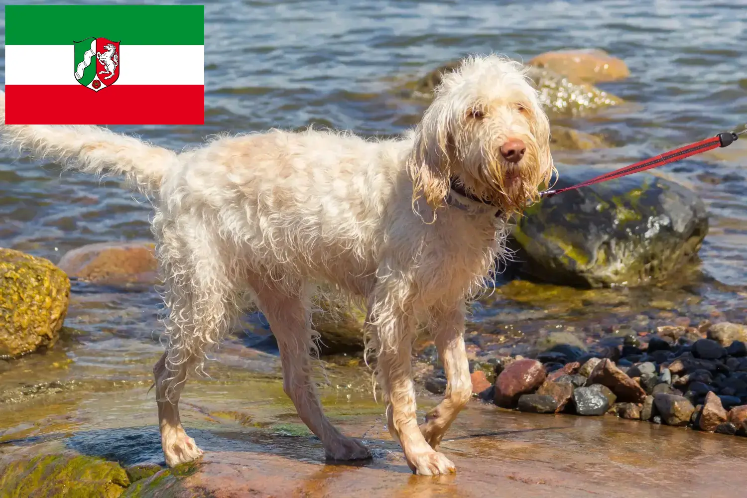 Read more about the article Spinone Italiano hodowcy i szczenięta w Nadrenia Północna-Westfalia