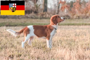 Read more about the article Hodowcy i szczenięta Springer spaniel w Kraj Saary