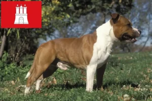 Read more about the article Hodowcy i szczenięta Staffordshire Bull Terrier w Hamburg