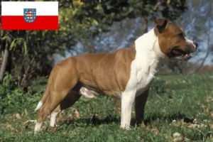 Read more about the article Hodowcy i szczenięta Staffordshire bull terrier w Turyngia