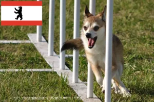 Read more about the article Hodowca lundehundów norweskich i szczeniąt w Berlinie