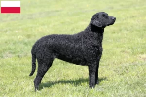 Read more about the article Hodowcy i szczenięta Curly Coated Retriever w Polska