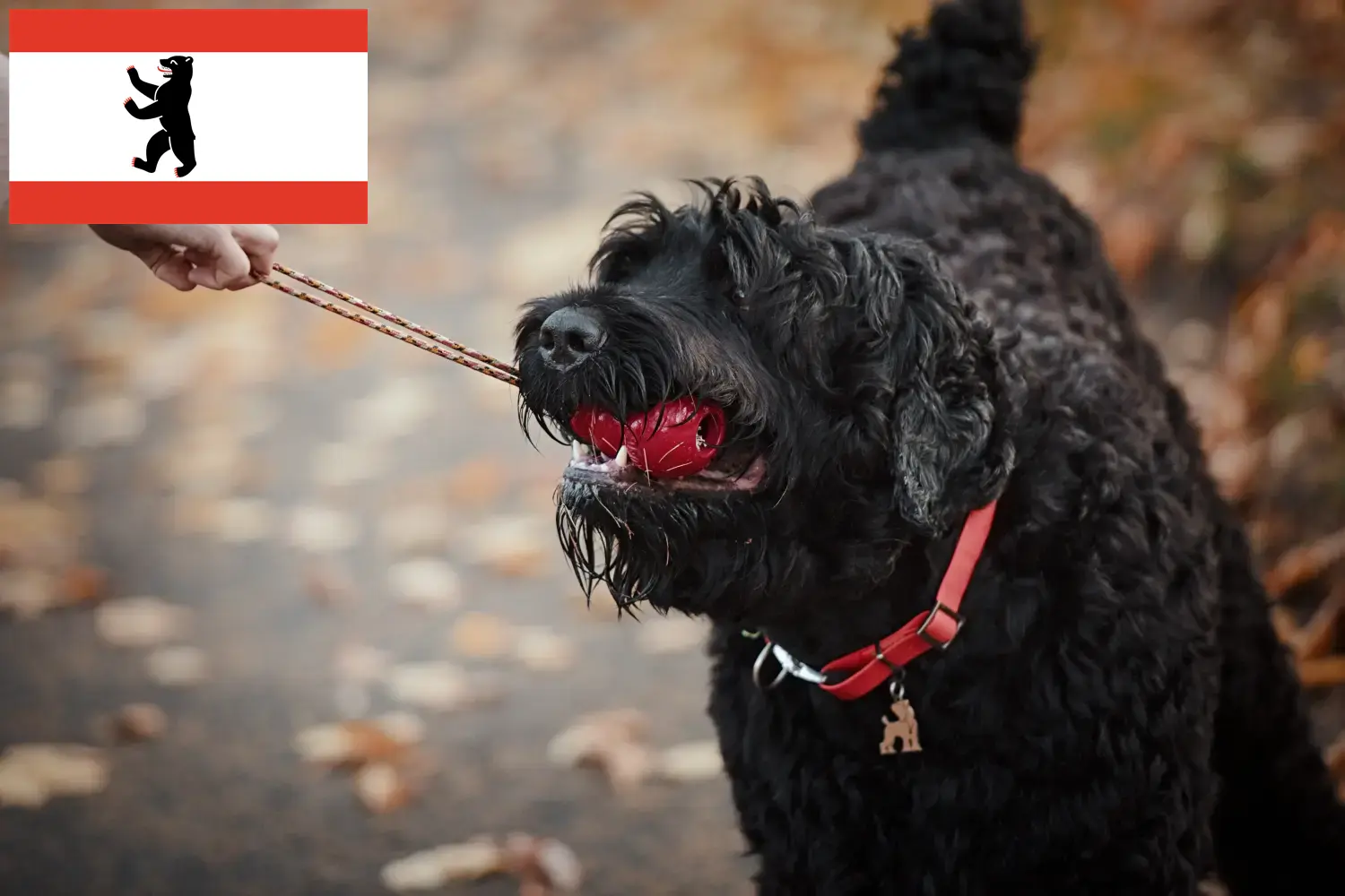 Read more about the article Czarny terier rosyjski hodowca i szczenięta w Berlinie