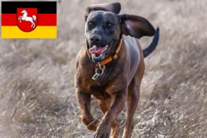 Read more about the article Hannoverscher Schweißhund hodowcy i szczenięta w Dolna Saksonia