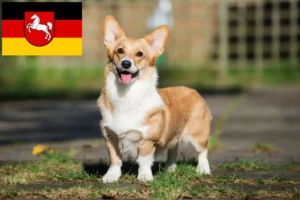 Read more about the article Walijskie corgi hodowcy i szczenięta w Dolna Saksonia