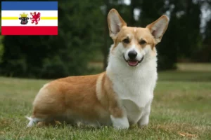 Read more about the article Hodowcy i szczenięta Welsh Corgi w Meklemburgia-Pomorze Przednie