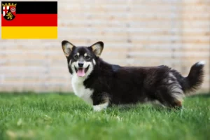 Read more about the article Walijskie corgi hodowcy i szczenięta w Nadrenia-Palatynat