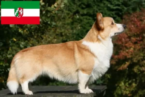 Read more about the article Hodowcy i szczenięta Welsh Corgi w Nadrenia Północna-Westfalia