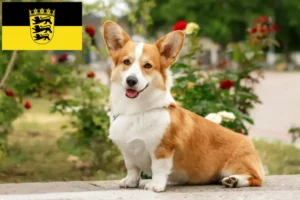 Read more about the article Walijskie corgi hodowcy i szczenięta w Badenia-Wirtembergia