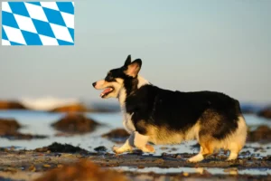 Read more about the article Hodowcy i szczenięta Welsh Corgi w Bawaria