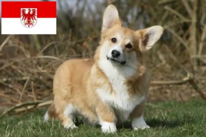 Read more about the article Walijskie corgi hodowcy i szczenięta w Brandenburgia