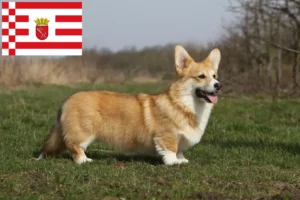 Read more about the article Walijskie corgi hodowcy i szczenięta w Brema