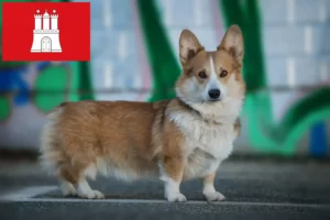 Read more about the article Walijskie corgi hodowcy i szczenięta w Hamburg