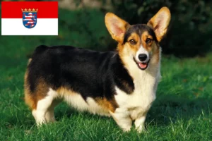 Read more about the article Walijskie corgi hodowcy i szczenięta w Hesja