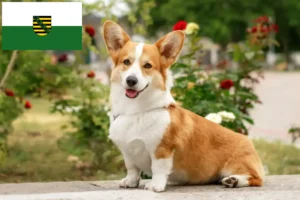 Read more about the article Walijskie corgi hodowcy i szczenięta w Saksonia