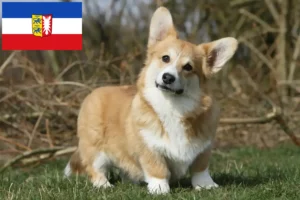 Read more about the article Walijskie corgi hodowcy i szczenięta w Szlezwik-Holsztyn