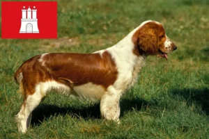 Read more about the article Springer spaniel walijski hodowcy i szczenięta w Hamburg