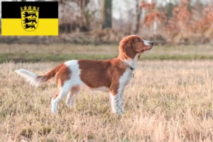 Read more about the article Hodowcy i szczenięta springer spaniel walijski w Badenia-Wirtembergia