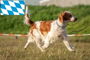 Read more about the article Hodowcy i szczenięta springer spaniel walijski w Bawaria