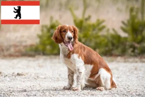 Read more about the article Hodowcy i szczenięta Springer spaniel w Berlinie