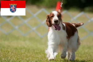 Read more about the article Hodowcy i szczenięta springer spaniel walijski w Hesja