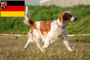 Read more about the article Hodowcy i szczenięta springer spaniel walijski w Nadrenia-Palatynat