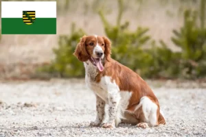 Read more about the article Springer spaniel walijski hodowcy i szczenięta w Saksonia