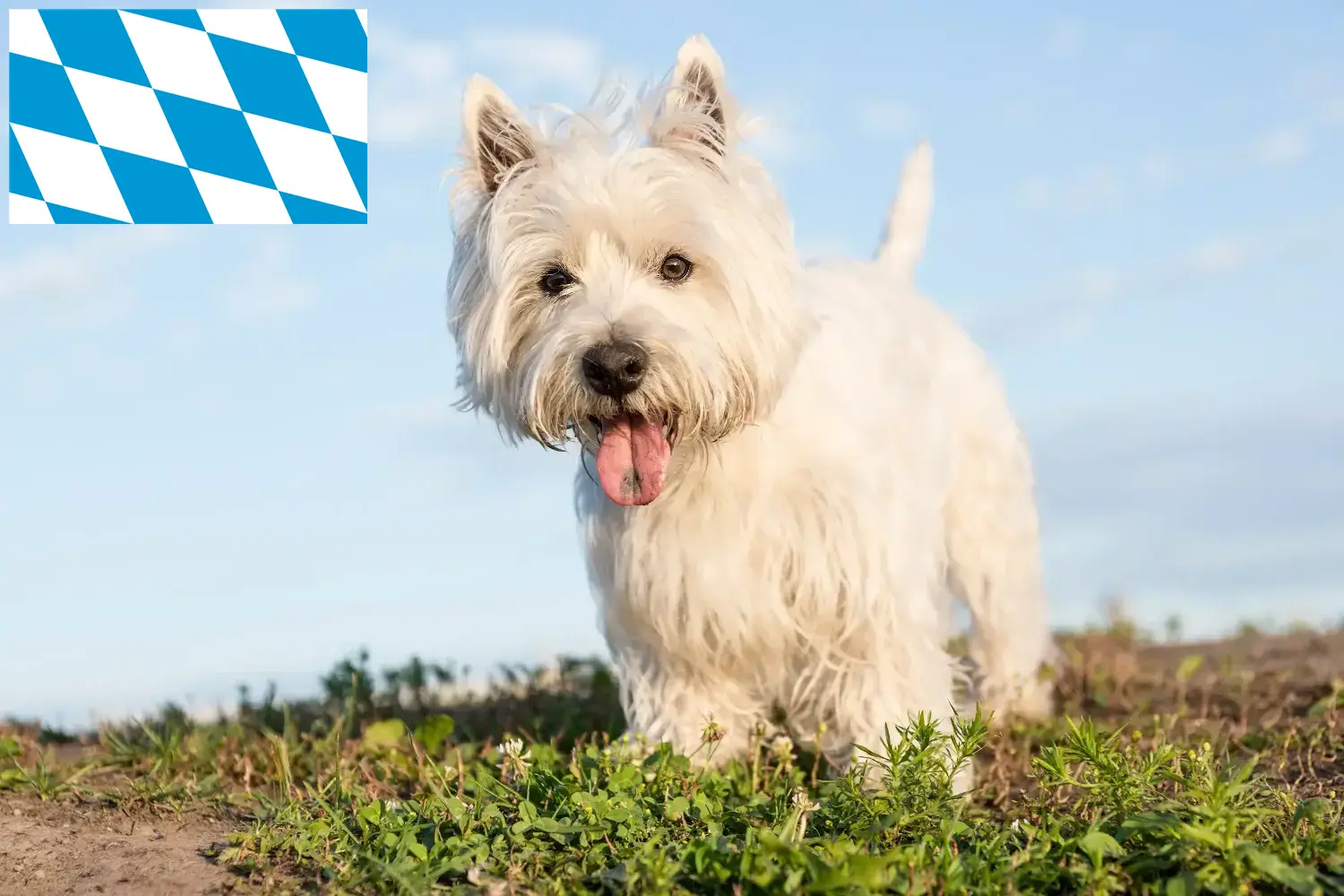 Read more about the article Hodowcy i szczenięta Westie w Bawaria