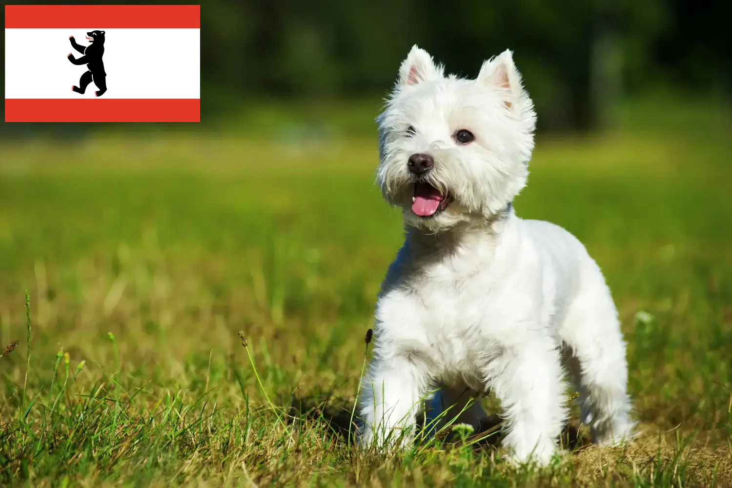 Read more about the article Hodowcy westie i szczenięta w Berlin