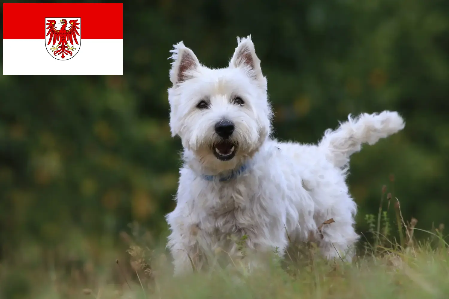 Read more about the article Hodowcy westie i szczenięta w Brandenburgia