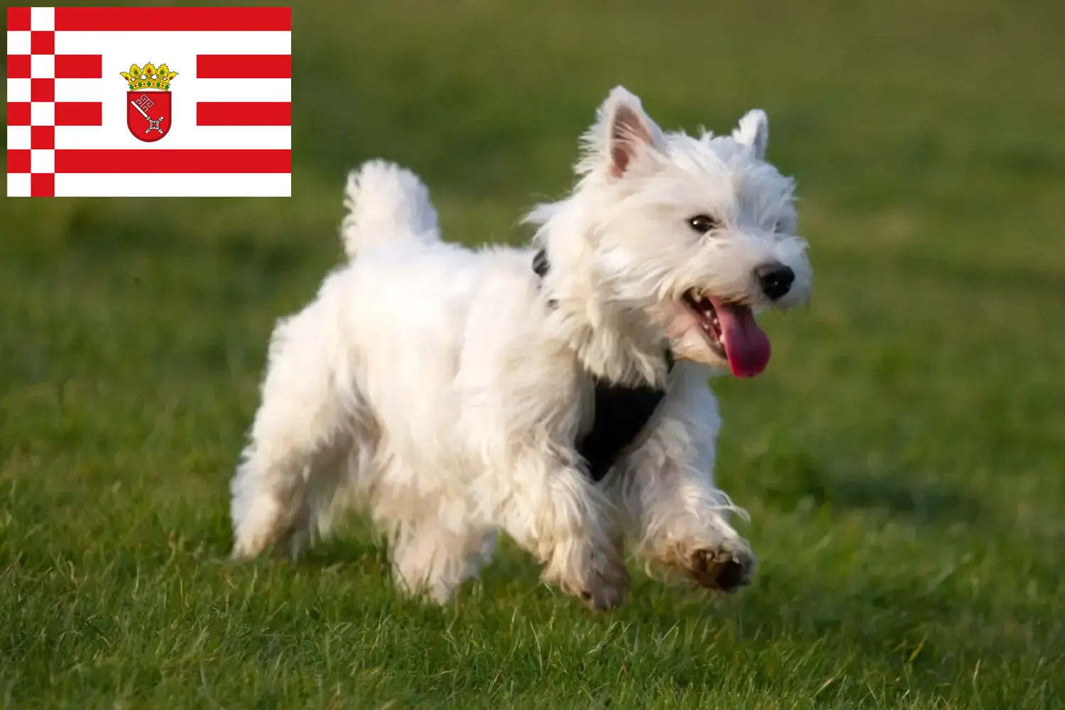 Read more about the article Hodowcy westie i szczenięta w Brema