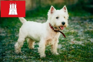 Read more about the article Hodowcy westie i szczenięta w Hamburg